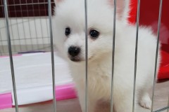 2019년생 우리집 용용이 처음 우리집에 왔을때.. 썸네일