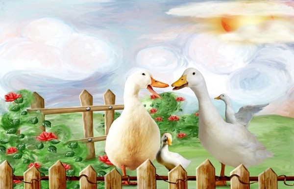 오리,오리들,수다방