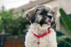 우리 댕댕이 귀청소주기 알고 계신가요? 썸네일