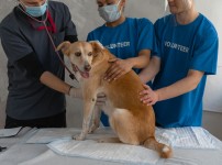 강아지가 아플때 보내는 신호