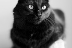 나비 니가 주인인 나를 물어!? - 무는 고양이 원인과 대처방법에 대해서 썸네일