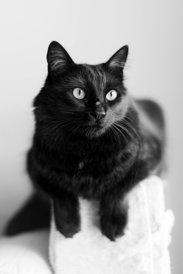 무는고양이