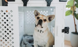 애완견 대중교통 타도되는지..탈수있다면 어떤방법으로 타야하나.