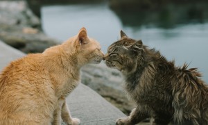 우리가 거의 모르는 고양이 언어! , 고양이 언어 종류별 정리입니다.