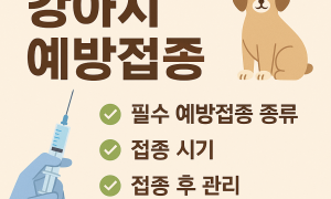강아지 예방접종 이것만은 꼭! 필수 예방접종 종류와 추가접종까지 쉽게 이해하기!