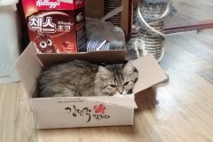 박스를 자기 집인줄 알고 자리잡은 우리집 냥이~ 썸네일