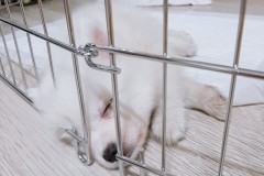 입양한지 2주째된 우리집 강아지 강냉이~ 썸네일