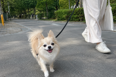 마음이(장모치와와)와 화창한 날씨에 오랜만에 공원에나가 산책나가 저도 힐링했어요~ 썸네일