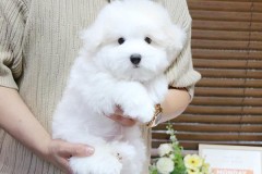 꼬통드툴레아 성격은 어떨까? 장단점부터 입양 전 유의사항까지 총정리~ 썸네일