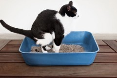 고양이 방광염 초기증상은? 집사가 꼭 알아야 할 원인과 치료법~! 썸네일