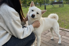 진돗개 성격과 특징 분양 방법, 입양 전 꼭 알아야 할 주의사항 썸네일