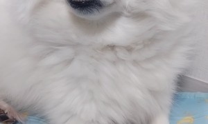 반려견 산책시 리드줄 필히..!!!