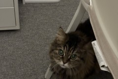 울냥이 케빈을 소개합니당~!!! 썸네일