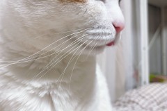 초보집사라면 꼭 알아야할 것들~!!! 썸네일