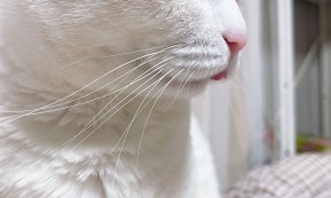 고독씹는 냥이...ㅎㅎ