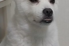 부정교합?/프블+폼피츠=??? 썸네일